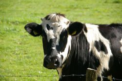 Objawy nietolerancji laktozy – uczulenie na mleko. Alergia na mleko krowie