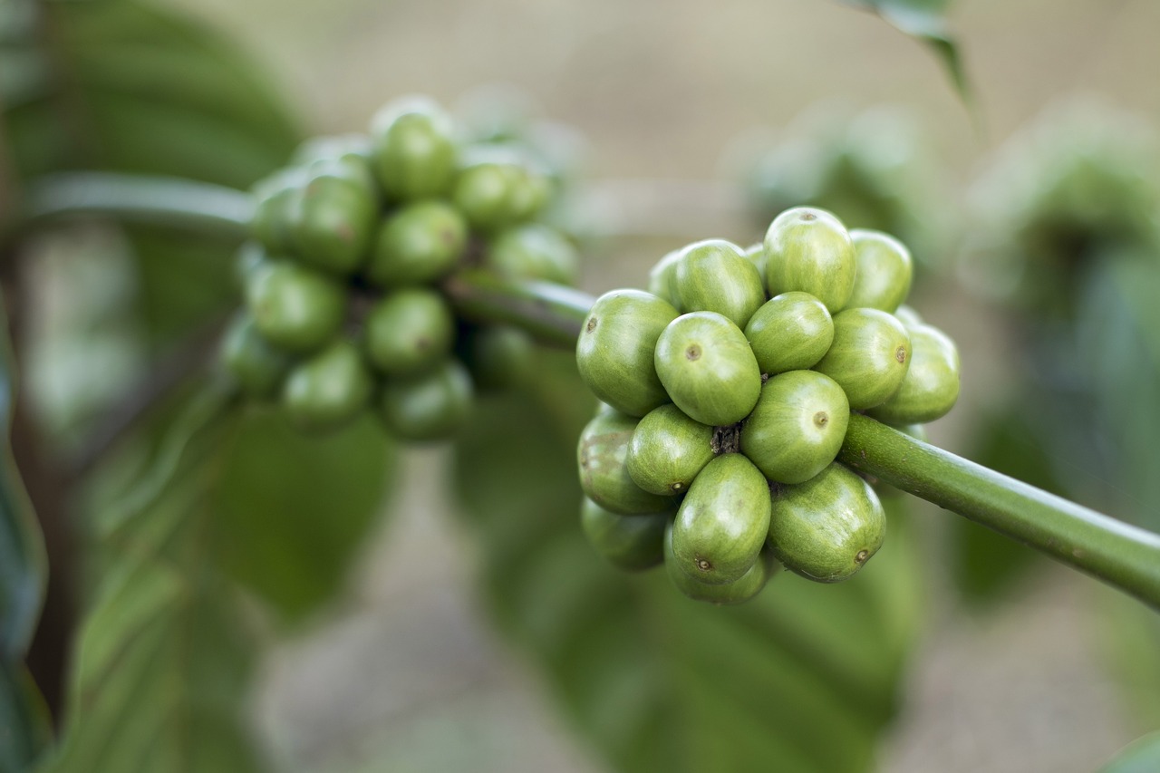 Zielona kawa – nowy, dietetyczny hit – a może tylko zwykła kawa?