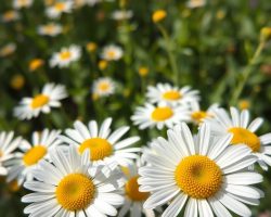 Właściwości zdrowotne rumianku: naturalne lekarstwo na wiele dolegliwości