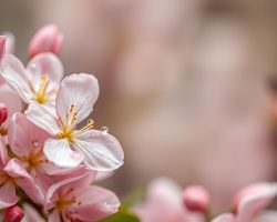 Kwas migdałowy – właściwości, zastosowanie i efekty dla skóry